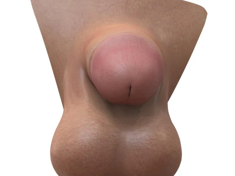 Realistic Small Male Penis 3D Model