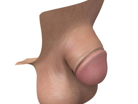 Realistic Small Male Penis Modello 3D