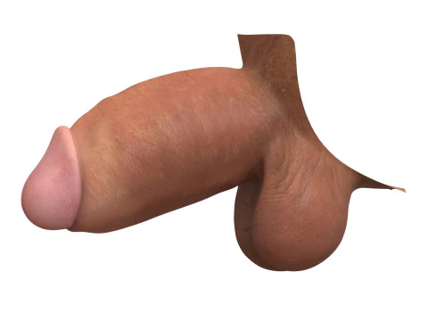 Monster Thick Male Penis 3D Model