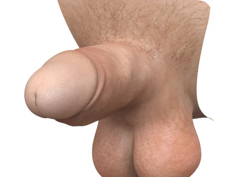 Ger&ccedil;ek&ccedil;i Adam Penis Koleksiyonu 3D Model