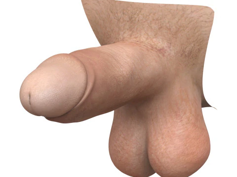 Ger&ccedil;ek&ccedil;i Adam Penis Koleksiyonu 3D Model