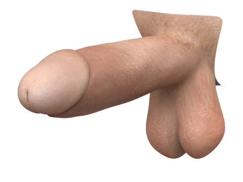 Ger&ccedil;ek&ccedil;i Adam Penis Koleksiyonu 3D Model