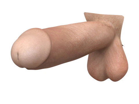 Ger&ccedil;ek&ccedil;i Adam Penis Koleksiyonu 3D Model