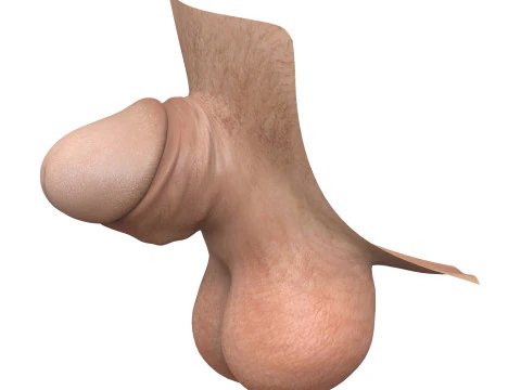 Ger&ccedil;ek&ccedil;i Adam Penis Koleksiyonu 3D Model