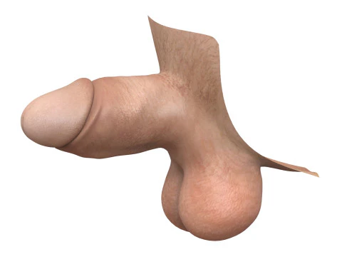Ger&ccedil;ek&ccedil;i Adam Penis Koleksiyonu 3D Model