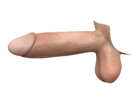 Ger&ccedil;ek&ccedil;i Adam Penis Koleksiyonu 3D Model