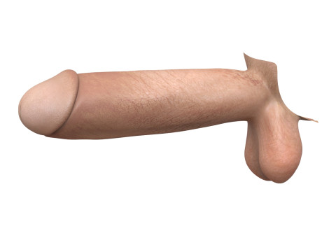 Realistic Man Penis Collection Modèle 3D