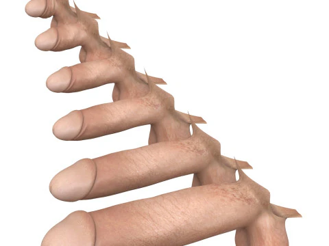 Ger&ccedil;ek&ccedil;i Adam Penis Koleksiyonu 3D Model