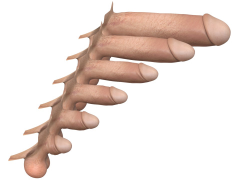 Realistic Man Penis Collection Modèle 3D