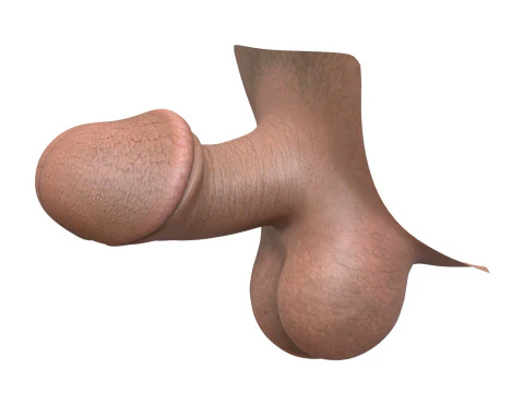 Man Small Fantasy Penis 3D Model