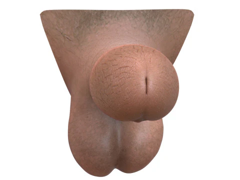 Man Small Fantasy Penis 3D Model