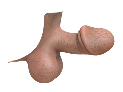 Man Small Fantasy Penis 3D Model