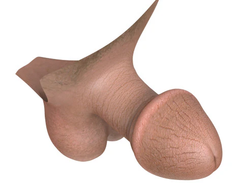 Man Small Fantasy Penis 3D Model