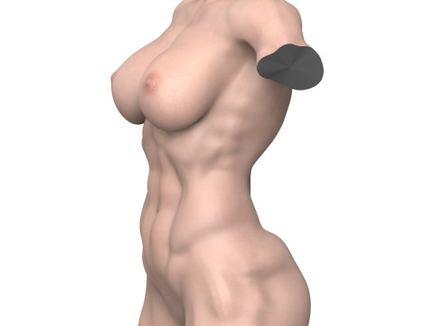 Young Muscular Woman Torso 3D Модель