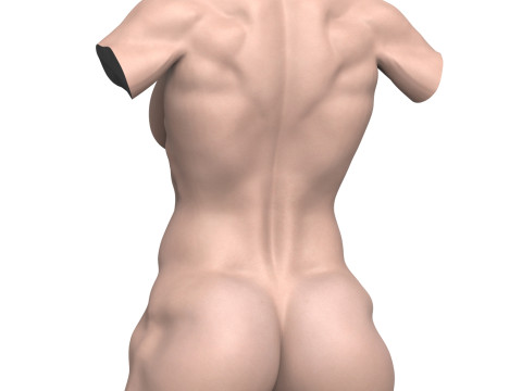 Young Muscular Woman Torso 3D Модель
