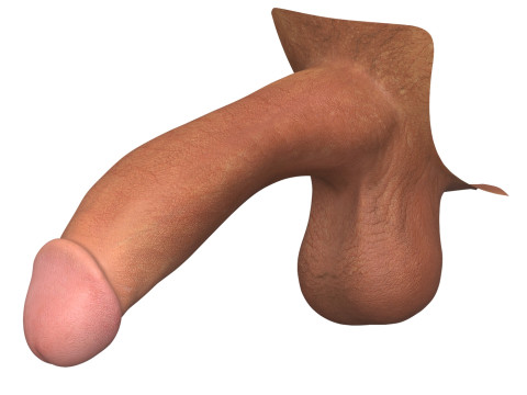 Photorealistic Male Penis 3D Model