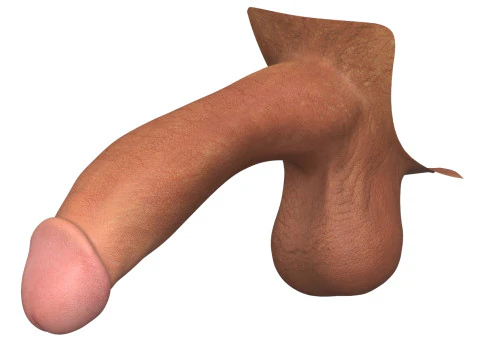 Photorealistic Male Penis 3D Model
