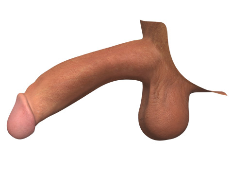 Photorealistic Male Penis 3D Model