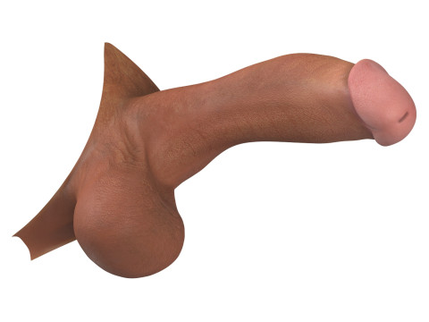 Photorealistic Male Penis 3D Model