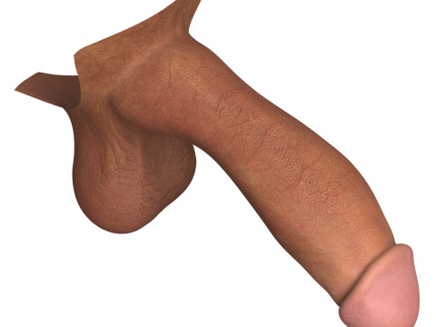 Photorealistic Male Penis 3D Model