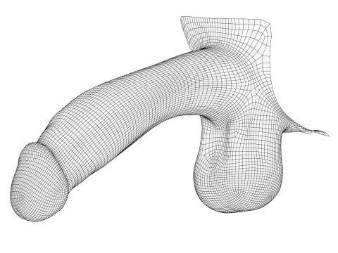 Photorealistic Male Penis 3D Model