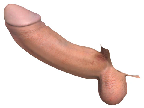 Photorealistic Male Big Penis 3D Model