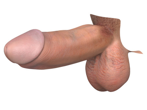 Photorealistic European Male Penis 3D Model