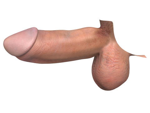 Photorealistic European Male Penis 3D Model