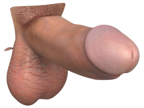 Photorealistic European Male Penis 3D Model