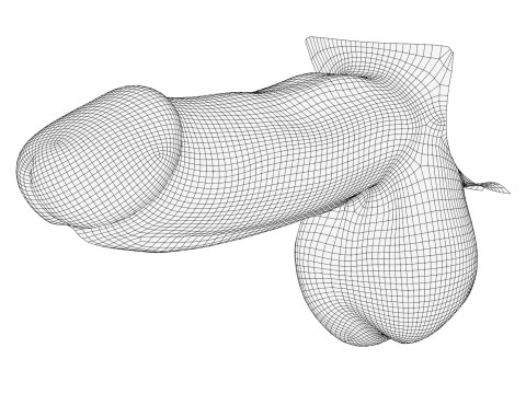 Photorealistic European Male Penis 3D Model