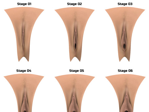 Woman Vagina Stages Collection 3D Model