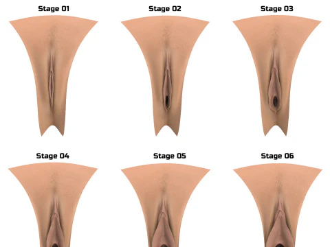 Woman Vagina Stages Collection 3D Model