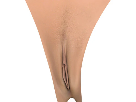 Woman Vagina Stages Collection 3D Model