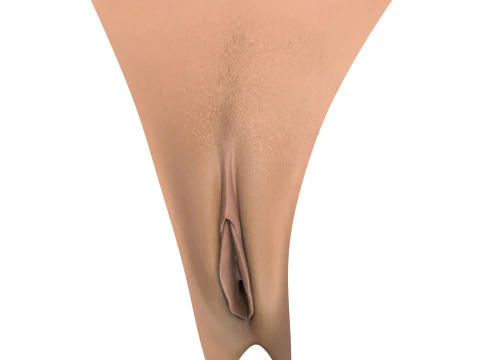 Woman Vagina Stages Collection 3D Model