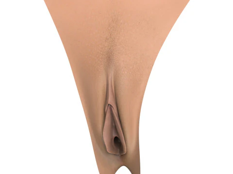 Woman Vagina Stages Collection 3D Model