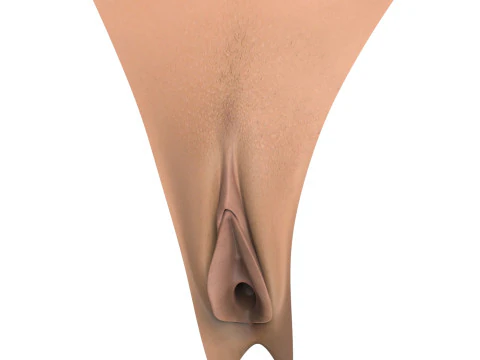 Woman Vagina Stages Collection 3D Model