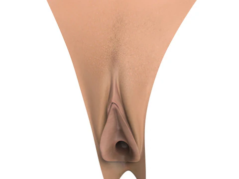 Woman Vagina Stages Collection 3D Model