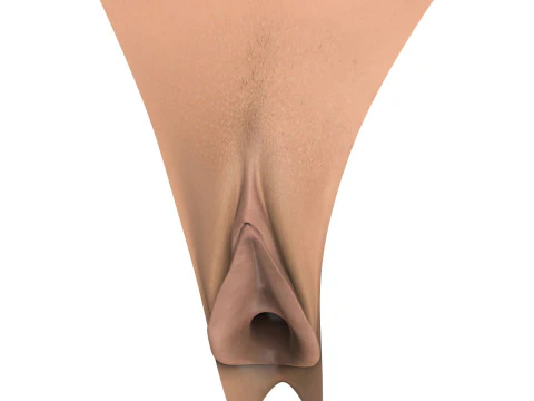 Woman Vagina Stages Collection 3D Model