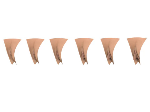 Woman Vagina Stages Collection 3D Model