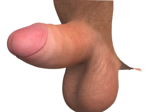 Realistic Small Erect Penis 3D Model