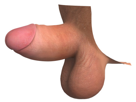 Realistic Small Erect Penis 3D Model