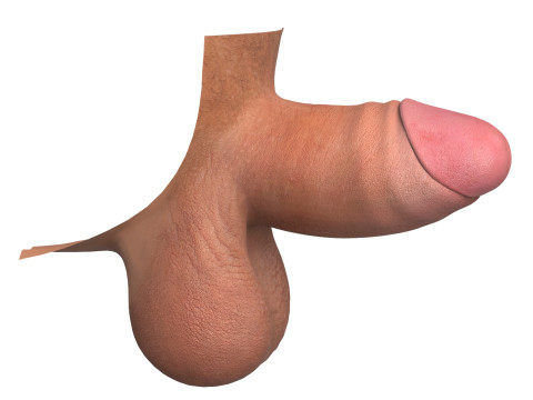 Realistic Small Erect Penis 3D Model