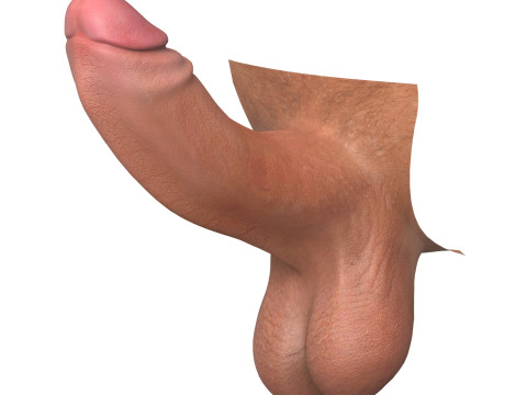 Photorealistic Uncircumcised and Circumcised Male Penis 3D Модель