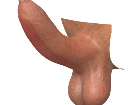 Photorealistic Uncircumcised and Circumcised Male Penis 3D Модель