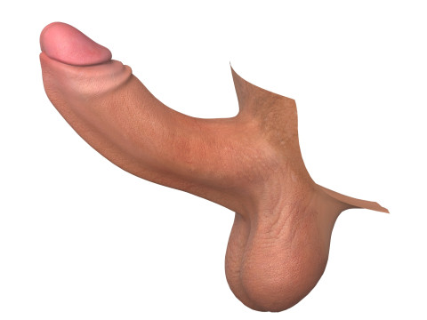 Photorealistic Uncircumcised and Circumcised Male Penis 3D Модель