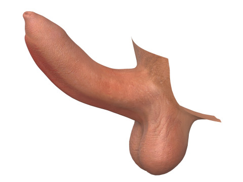Photorealistic Uncircumcised and Circumcised Male Penis 3D Модель