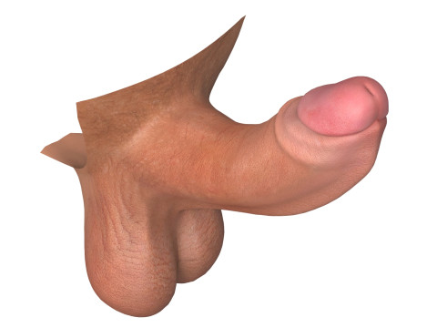 Photorealistic Uncircumcised and Circumcised Male Penis 3D Модель