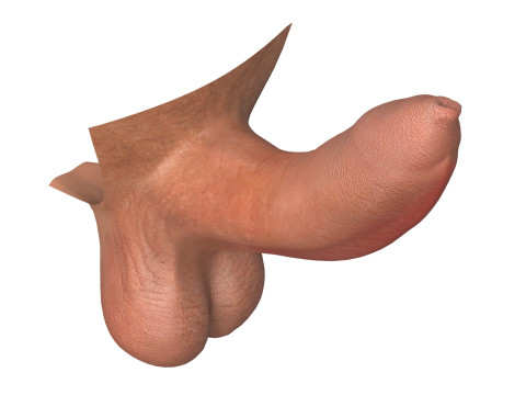 Photorealistic Uncircumcised and Circumcised Male Penis 3D Модель