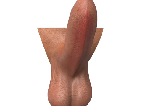Photorealistic Uncircumcised and Circumcised Male Penis 3D Модель