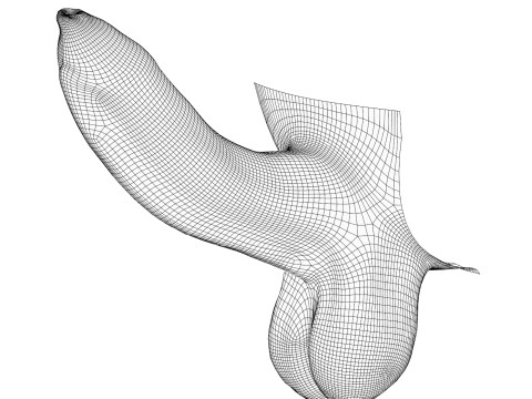 Photorealistic Uncircumcised and Circumcised Male Penis 3D Модель